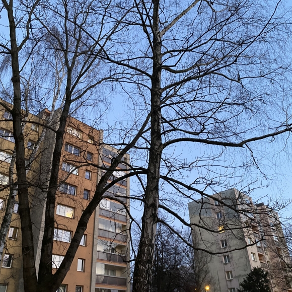 Bříza bělokorá