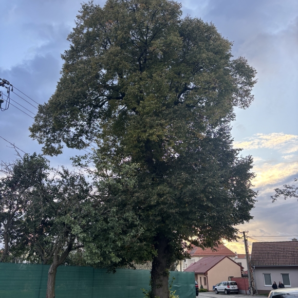 Lípa srdčitá