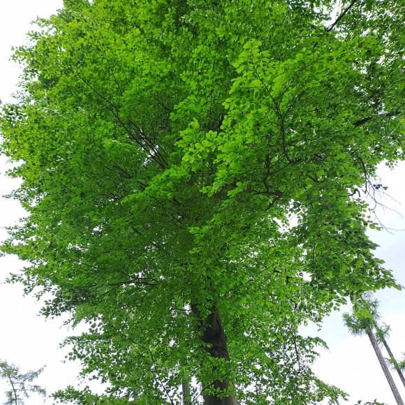 Buk lesní
