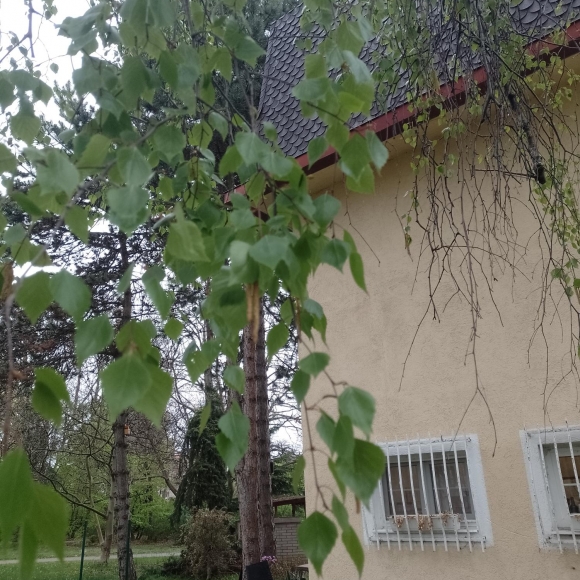 Bříza bělokorá