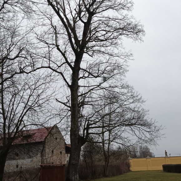 Javor klen