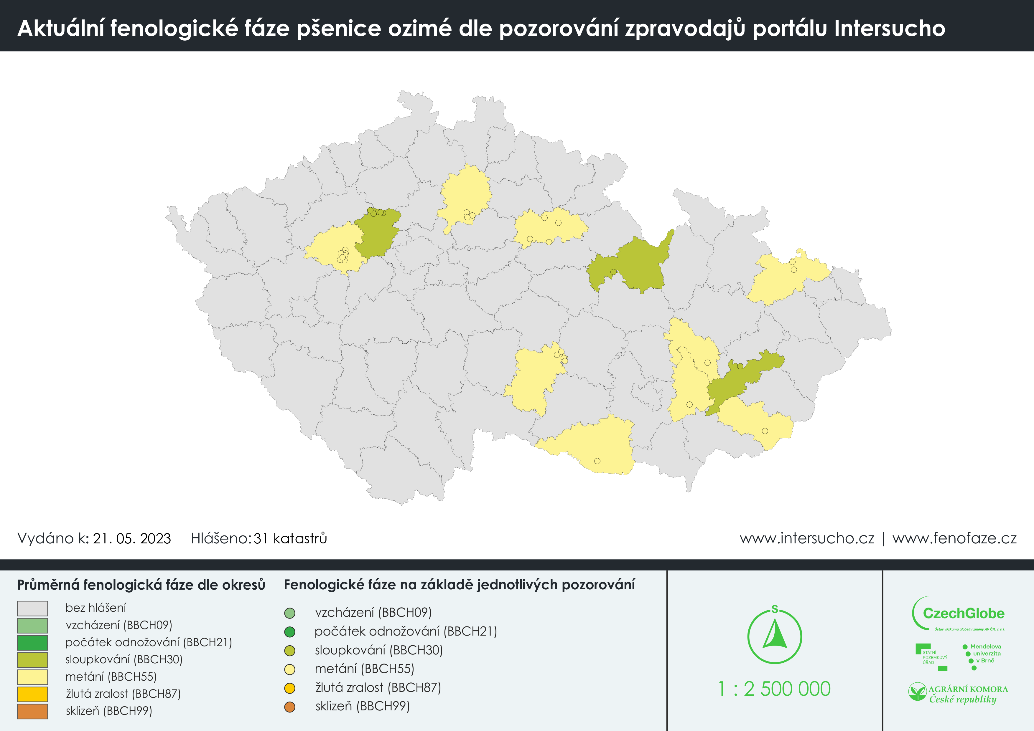 pšenice